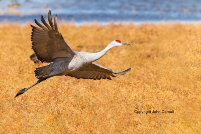 Flying-Bird;Grus-canadensis;Photography;Sandhill-Crane;action;active;aloft;behav